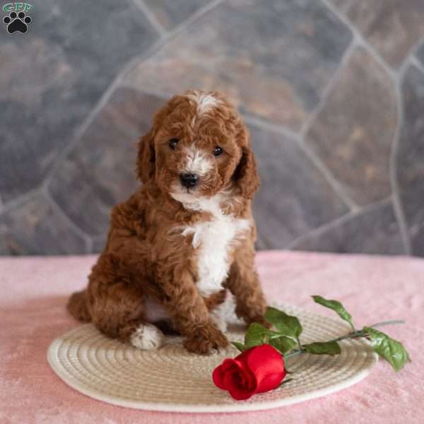 Wanda, Miniature Poodle Puppy